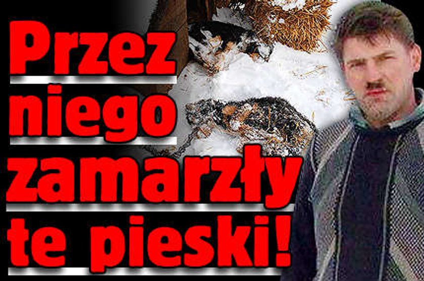 Te pieski zamarzły przez bezdusznego właściciela!