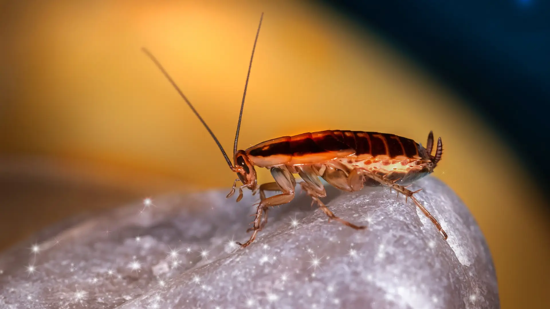 Mleko z karalucha nowym superfood? Bardziej odżywczego nie znajdziecie