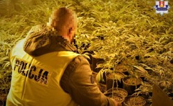 64-latek uprawiał konopie indyjskie. Plantację doświetlał kradzionym prądem