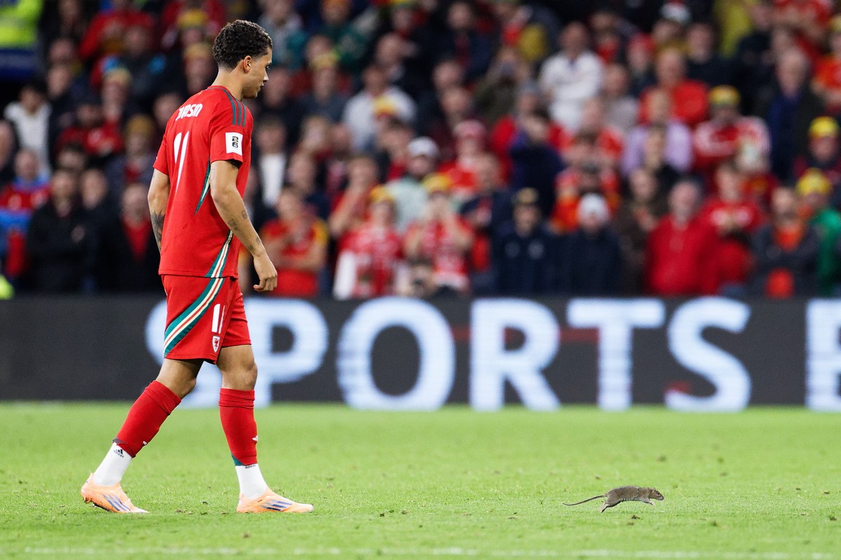 El. MŚ 2026. Szczur zakłócił mecz Walia - Belgia. Thibaut Courtois nie dał rady go złapać