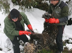 Dwa niedźwiedzie zabrały lunch biznesmenom