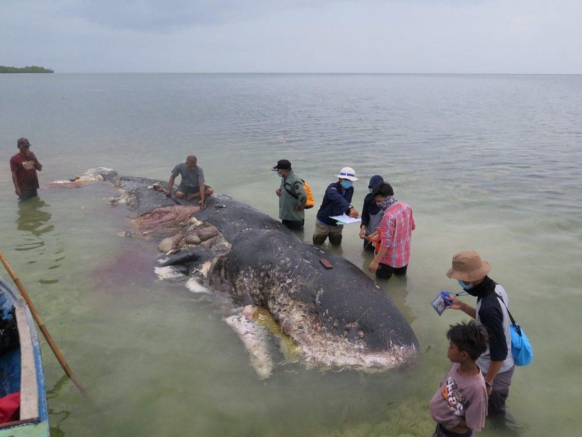 Martwy wieloryb na plaży. Miał w żołądku 6 kg plastiku!