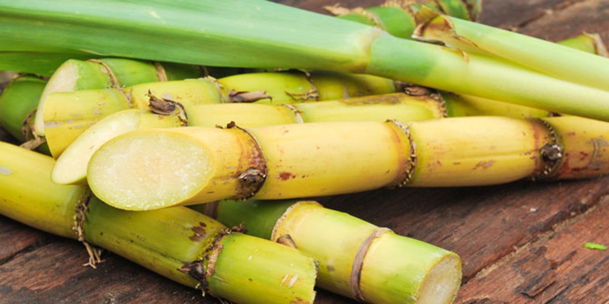 5 reasons why sugarcane is all you need to lose weight Pulse Ghana