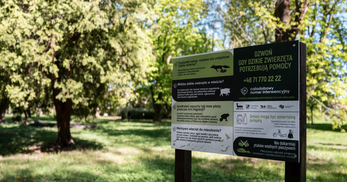 Nie wywołuj wilka z lasu. Druga edycja kampanii „Dzikie w mieście”