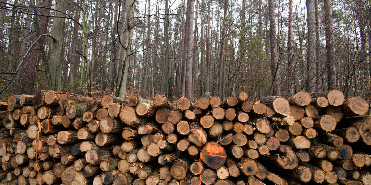 Lasy Państwowe mają wprowadzić nowe zasady sprzedaży drewna