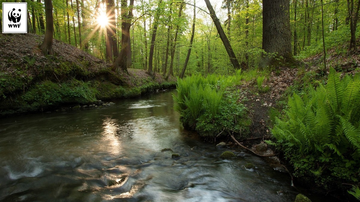 23 września, z okazji Światowego Dnia Rzek, fundacja WWF Polska zainaugurowała rekrutację do ogólnopolskiego programu "Strażnicy rzek WWF", który docelowo ma chronić dziedzictwo przyrodnicze blisko 150 tysięcy kilometrów polskich rzek.