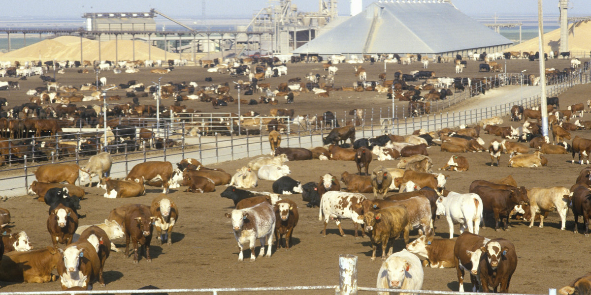 duża farma krów w USA