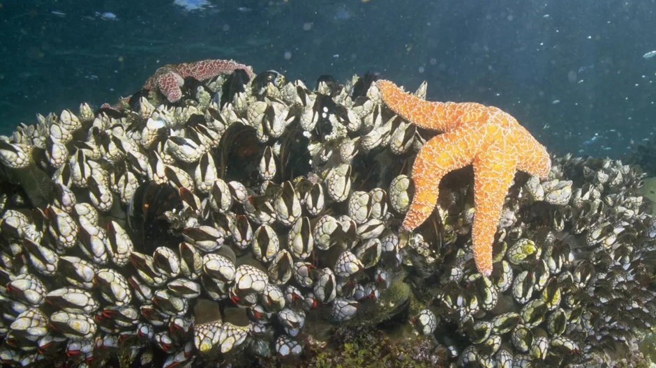 rozgwiazdy to drapieżniki, które żyją na dnie mórz i oceanów, fot. Getty Images