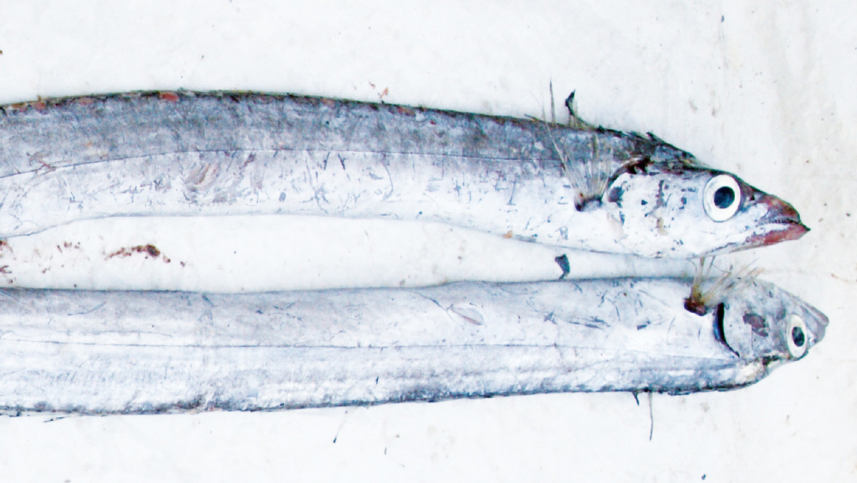 <strong>"Od pewnego czasu dochodzę do wniosku, że ornitologia – wraz z entomologią – są naukami, które powinno się wykładać w akademiach teologicznych i seminariach duchownych. Po pewnym wahaniu do tych dwóch nauk dodałbym trzecią – ichtiologię" — napisał kiedyś Krzysztof Środa. I to rybom postanowił poświęcić swoją książkę — opowieść o ich pięknie, naturze i łowieniu. Jest tu także literatura i o literaturze: pojawia się Ota Pavel, niedoceniany Putrament, są japońskie haiku i uwagi księdza Kluka. "Srebro ryb" już w księgarniach! </strong>