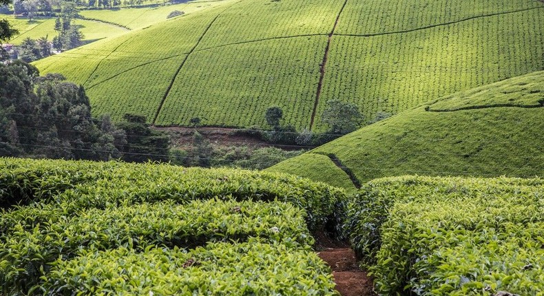 A tea farm in Kenya