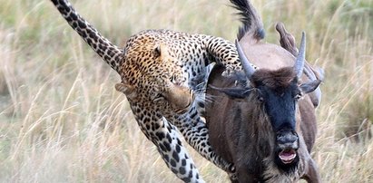 Lampart atakuje antylopę, a potem... dostaje w kość! Galeria FOTO