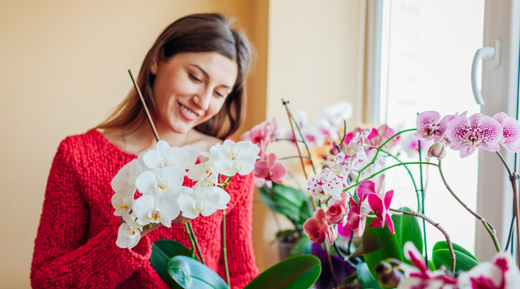 Gyönyörűen virágoznak az orchideák, ha megfelelően ápoljuk őket/Fotó: Shutterstock