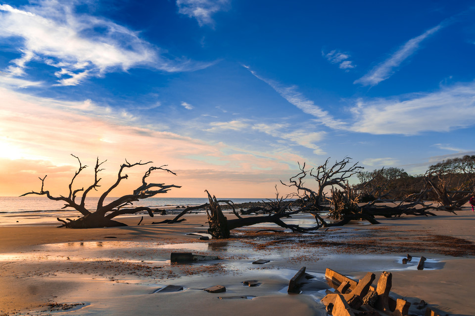 Plaża Driftwood, Jekyll Island, Georgia (USA)