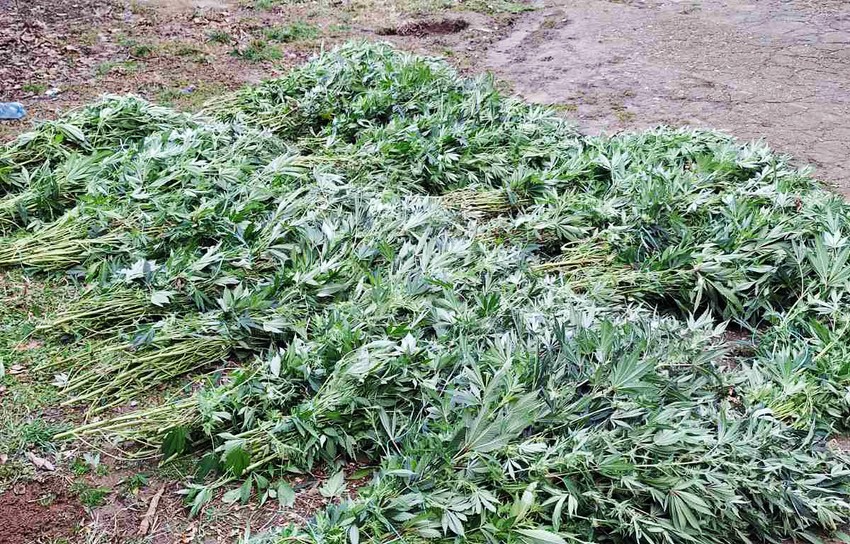 Laboratorija droge u Požarevcu