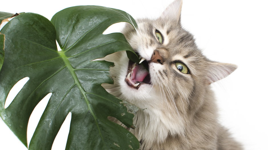 Niektóre rośliny są trujące dla kotów - vitaly tiagunov/stock.adobe.com