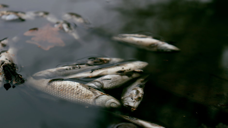 Elektrownie pozbawiają rocznie życia wiele milionów małych ryb