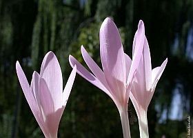 kikerics-colchicum-d00001165bd29d6d173b6