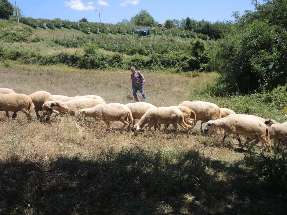 Đokovići drže 60 umatičenih ovaca i 20 jagnjadi