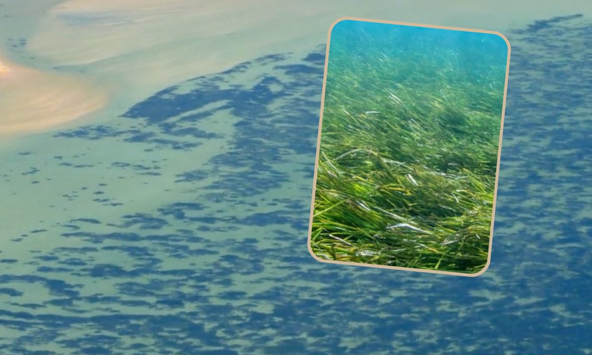 To największa roślina na świecie. Zajęłaby prawie połowę Warszawy