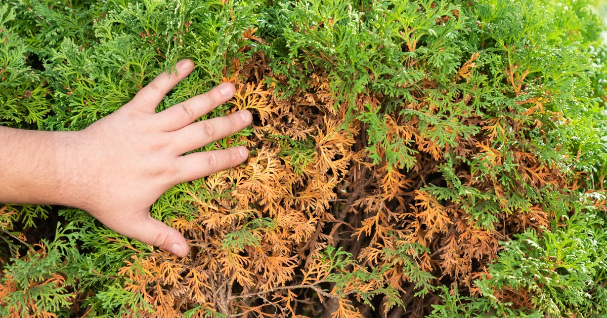 Dlaczego tuje brązowieją i usychają? Co zrobić, gdy tuje brązowieją? Jaki nawóz na brązowienie tui?