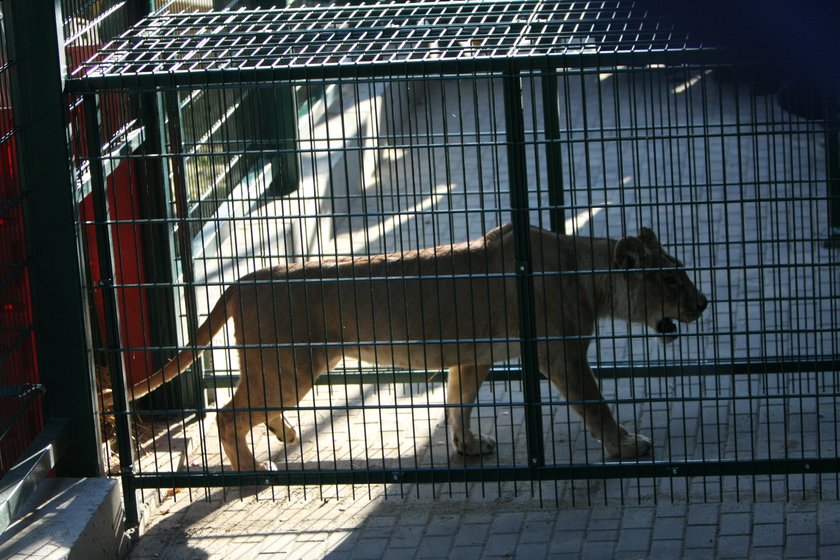 W gdańskim zoo znowu zamieszkały lwy