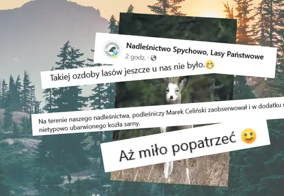 Gdy go zobaczył, od razu wyciągnął aparat. To zwierzę to unikat