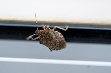 Mit tehetünk a poloskainvázió ellen? Ezt javasolja a szakember