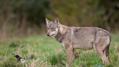 Beskidy: wilki zagryzły cztery owce