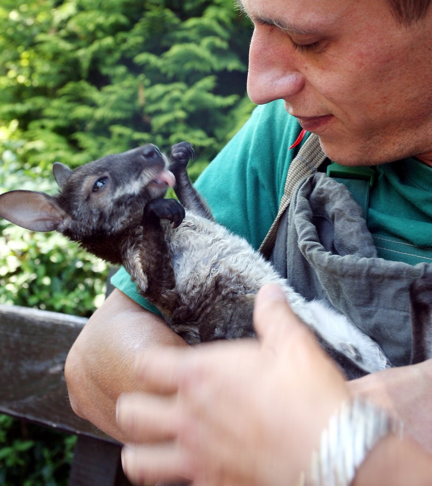 KRAKÓW MAŁY KANGUR PRACOWNIK ZOO