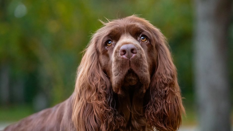 Sussex spaniel - Vera Reva/stock.adobe.com