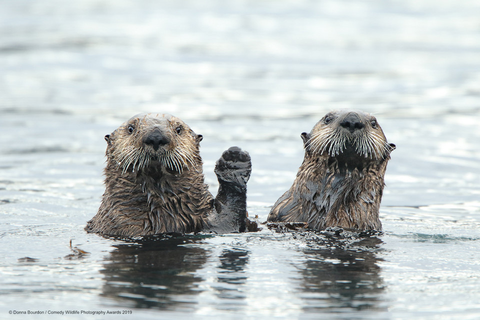 Finaliści Comedy Wildlife Photo Awards 2019