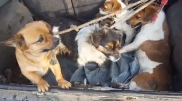 Az érpataki polgármester élőben kínozta a csomagtartójában lévő kutyákat