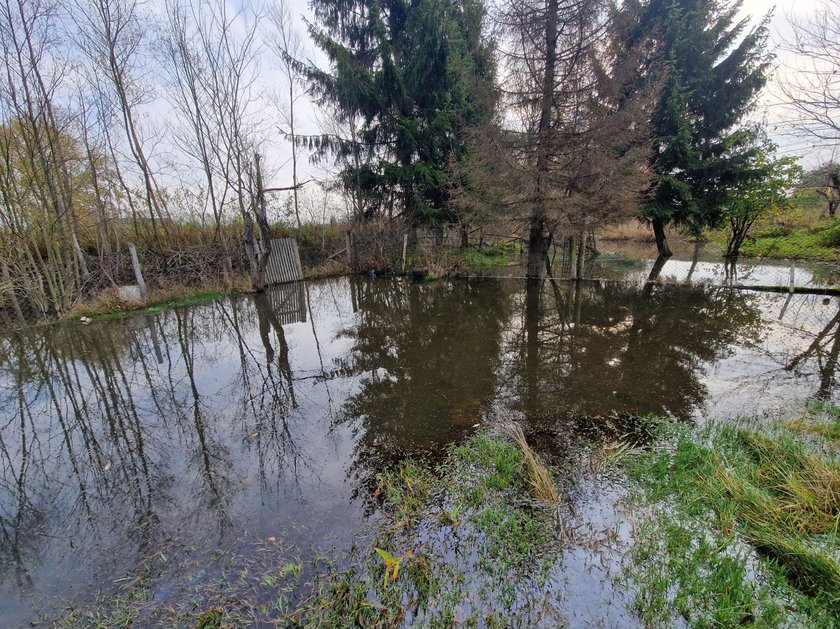 Był ogród z warzywami i kwiatami. Teraz tu można najwyżej ryby wpuścić - mówi pani Anna, walcząca z... bobrami!