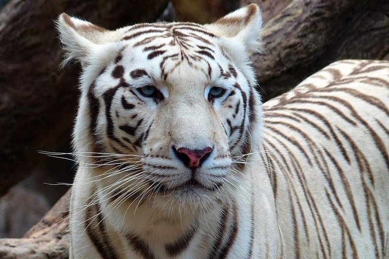 The bengali white tiger is really beautiful [projectendangeredtigers]