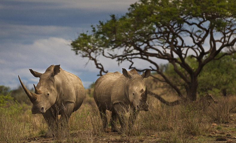 Nosorożec biały, fot.  © Brent Stirton / Getty Images / WWF-UK