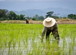 Bayelsa rice farmers worried over predicted flooding, pest attacks
