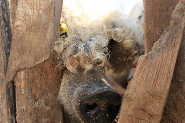 Mangalica