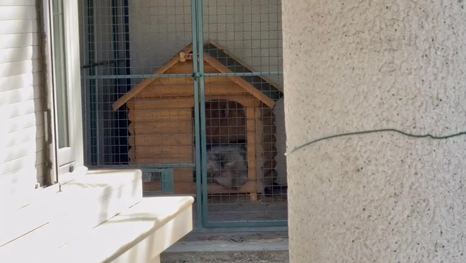 U dvorištu kuće su dva psa, a Marija Milošević je pričala kako ima dva stara psa koja mnogo voli