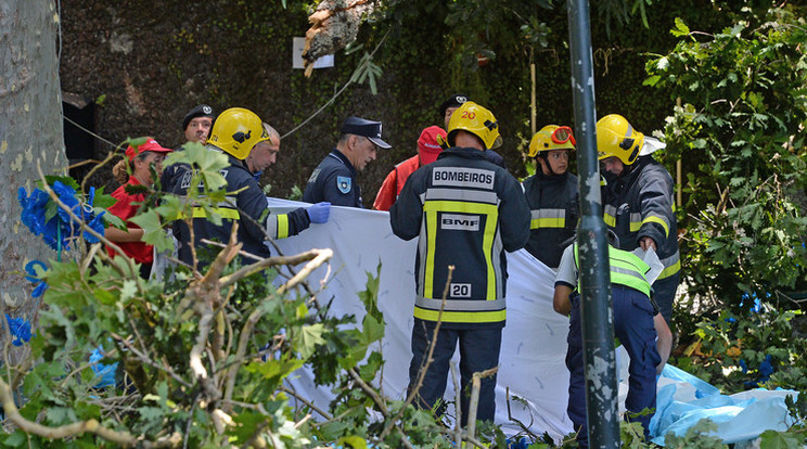 Horror: videóra vették, ahogy kidőlt a magyar nő halálát is okozó fa Madeirán /Fotó: AFP