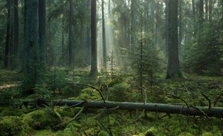 Cała Puszcza Białowieska parkiem narodowym? Senator Gawłowski: Jest projekt takiej ustawy