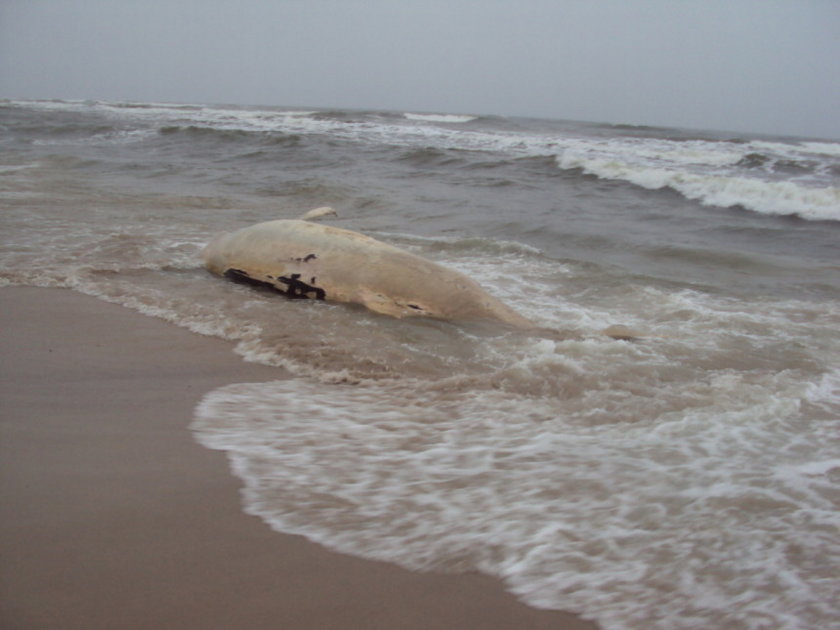 Wieloryb na brzegu polskiego morza