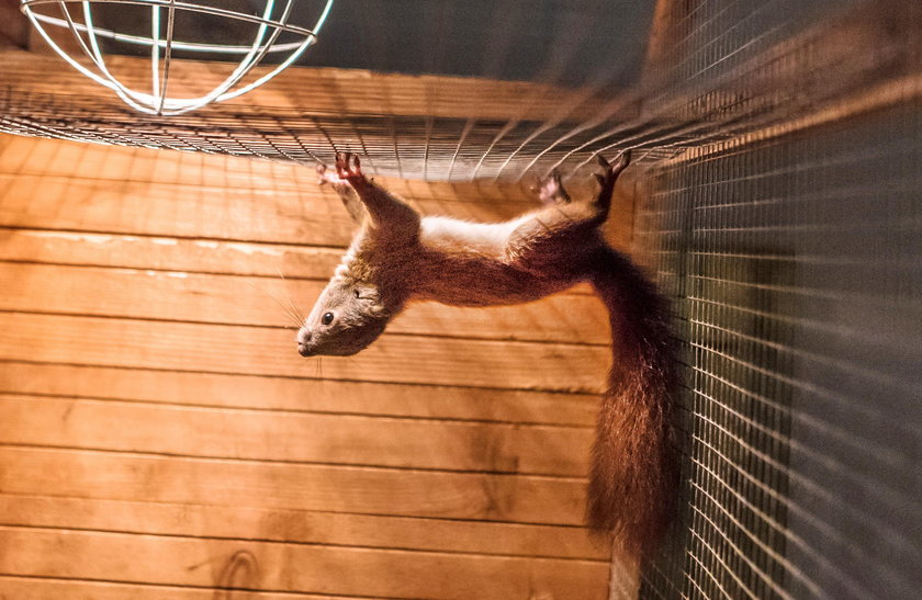 Wiewiórka bez uszu trafiła do Ośrodka Rehabilitacji Dzikich Zwierząt w Łodzi