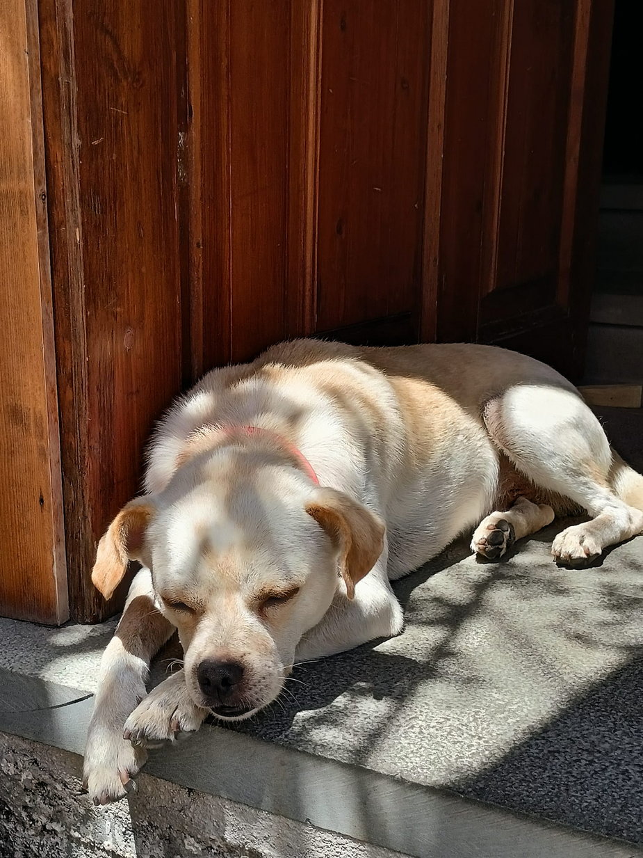 Gjirokastёr - albański qeni uciął sobie drzemkę