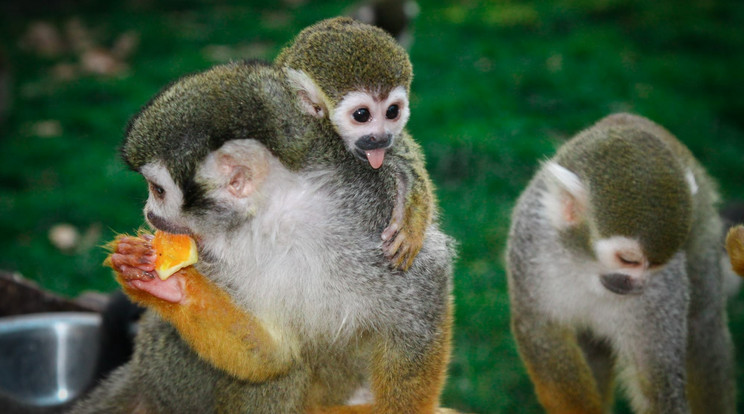 A Pécsi Állatkert legutóbb született mókusmajomkölykei elképesztően cukik