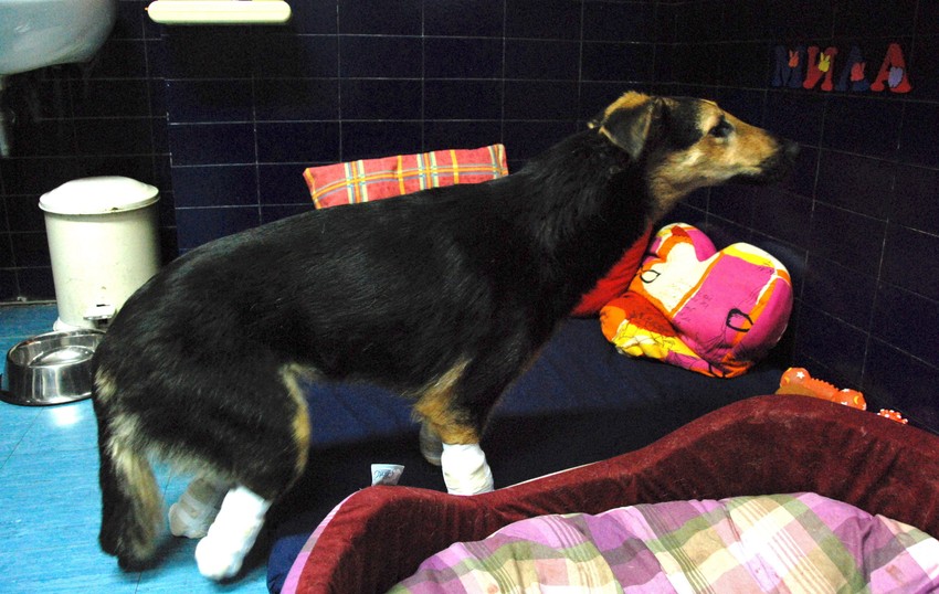 Mili su nepoznate osobe pre mesec dana odsekle sve četiri šape