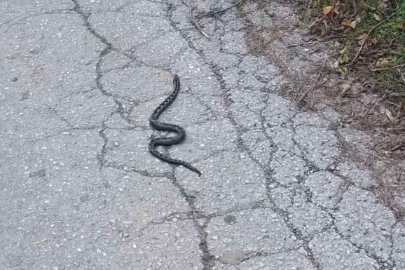 (FOTO) DRAMA U FABRICI U GORNJEM MILANOVCU! Velika zmija ušla u pogon, radnici masovno napustili objekat, pa usledio totalni ŠOK