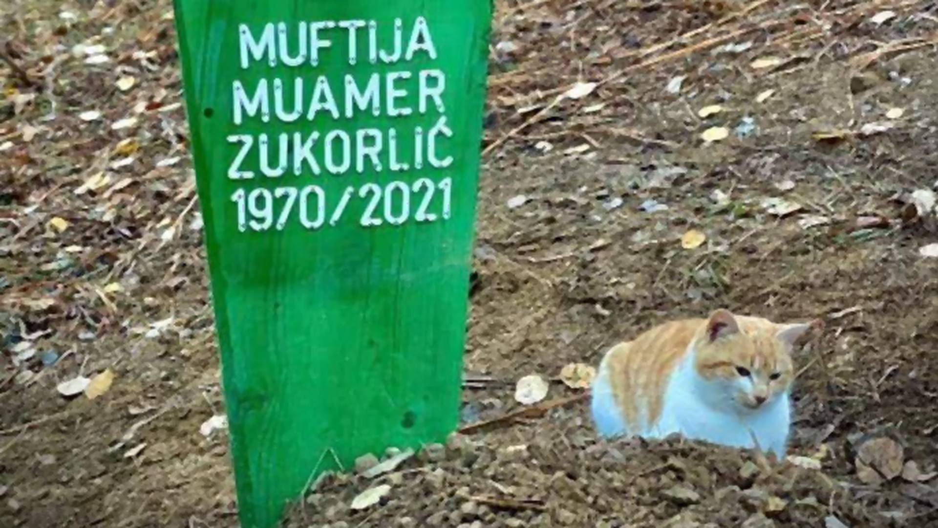 Muftijin Hačiko: priča o Zukorlićevom mačku dva meseca nakon njegove smrti tera suze na oči