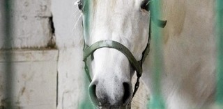 Na zapleczu stadniny w Janowie. Zadbane klacze i zostawione na pastwę losu ogiery