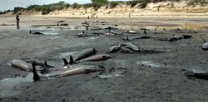 Porażający widok na plaży. Ponad 100 martwych delfinów