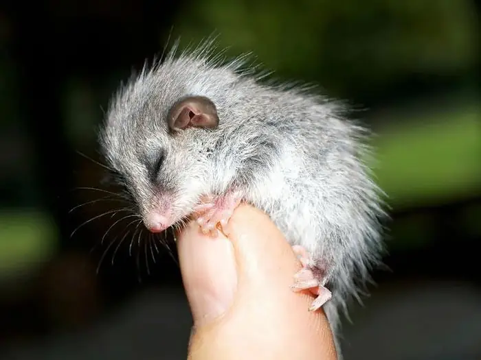 cute-possums-23__700